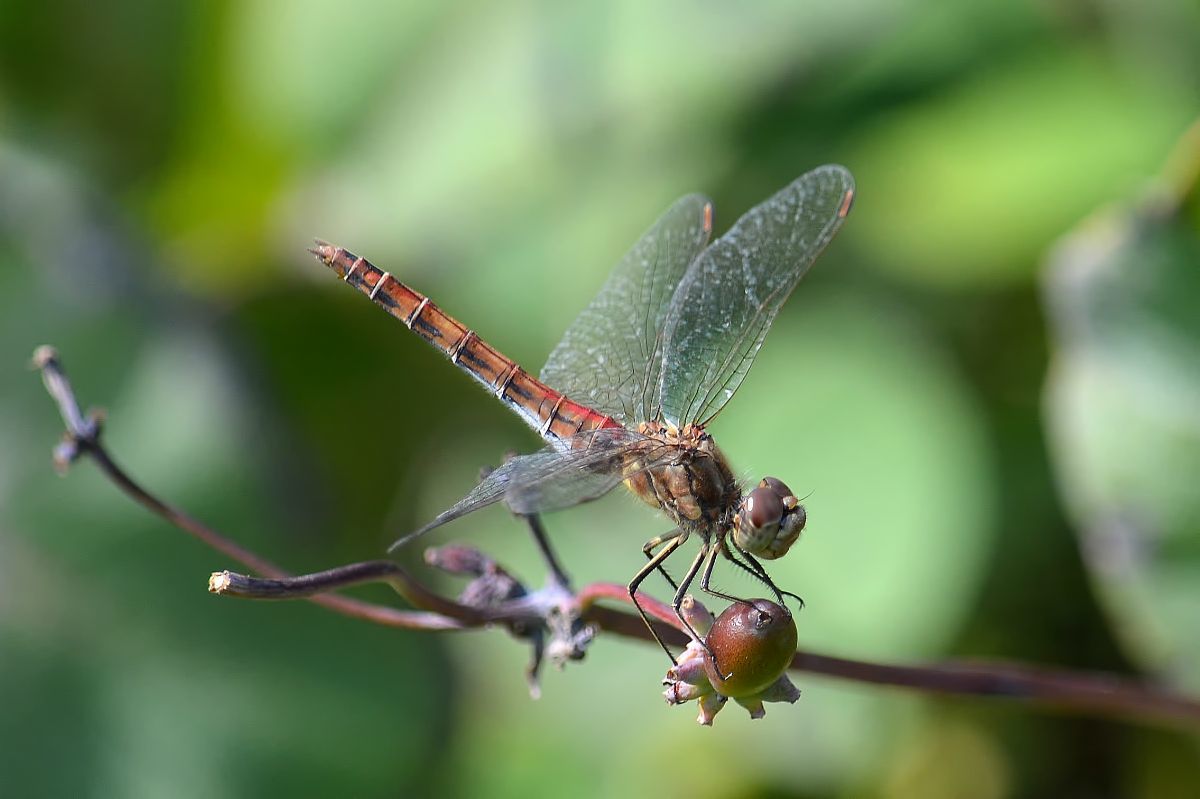 Dragonfly