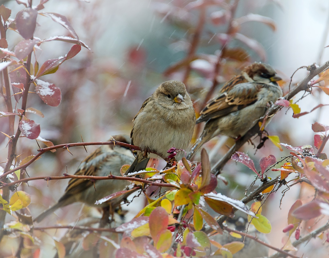 Der Winter kommt ...