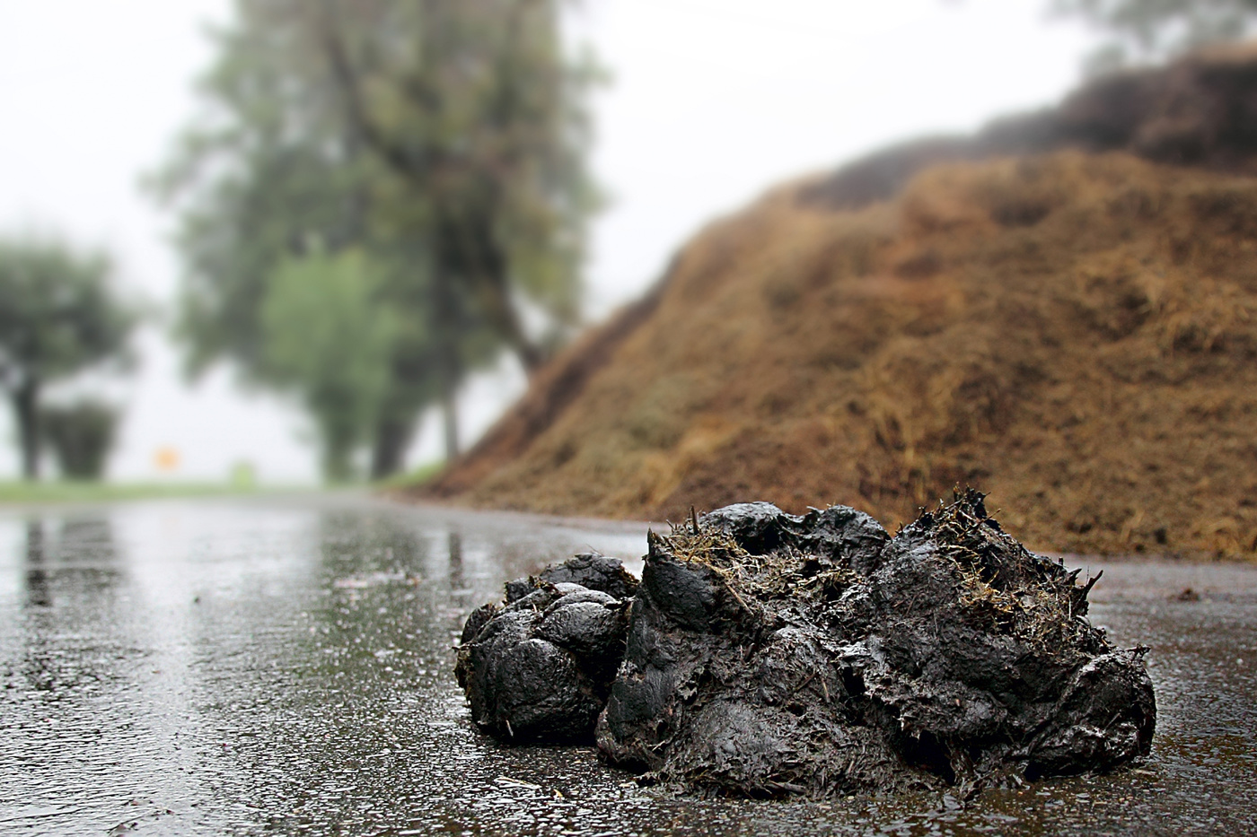 Pferde scheißen sich gar nichts............................. :-)