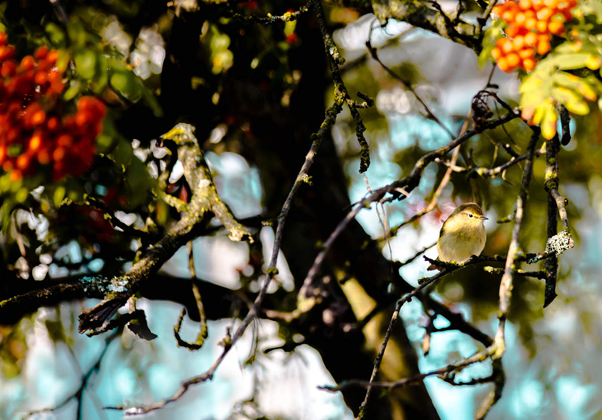Phylloscopus collybita