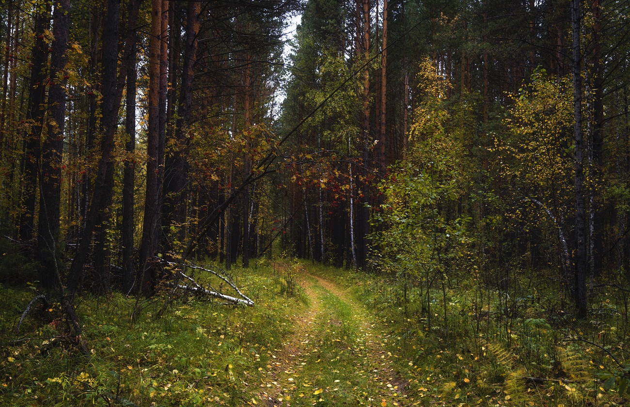 Die Palette der Herbst.