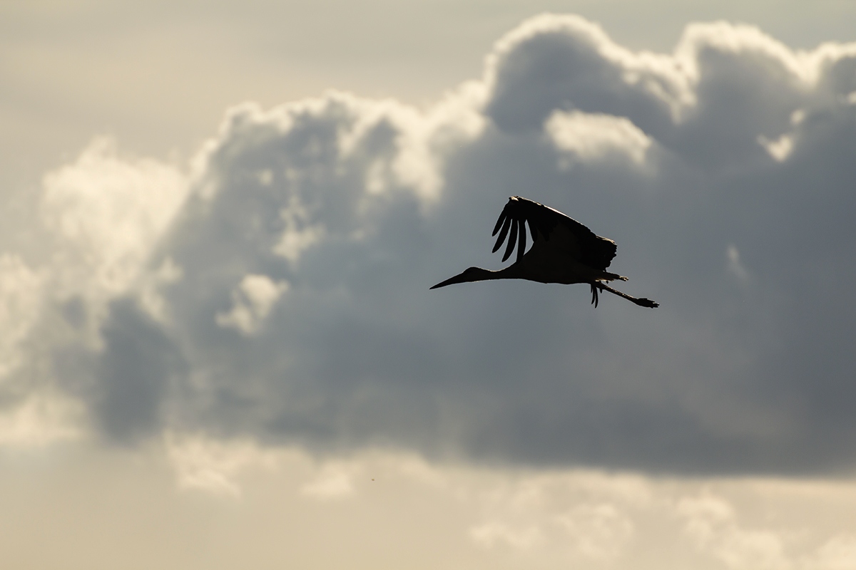 Storch