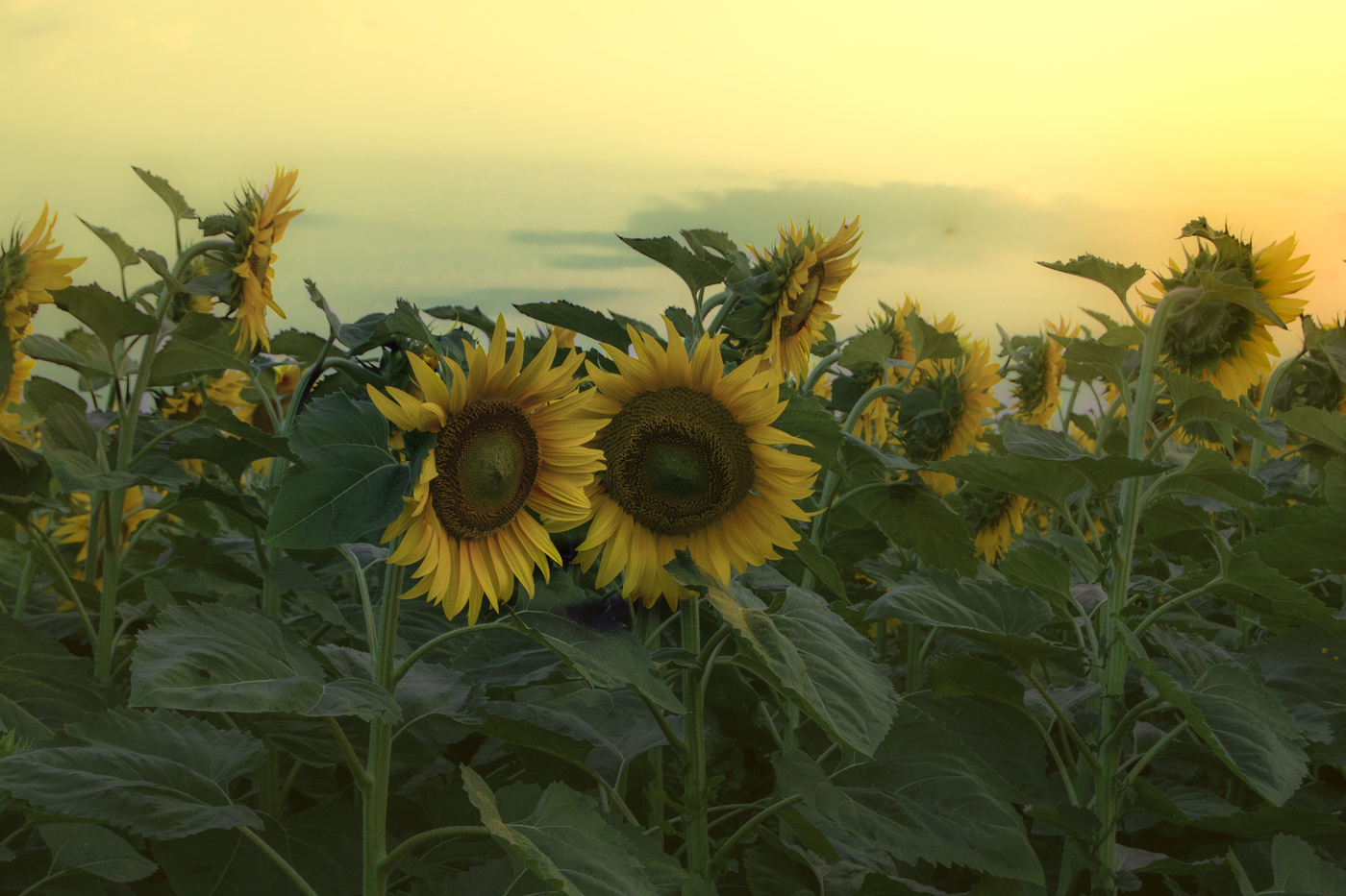Aufrichtigen Gespräch
