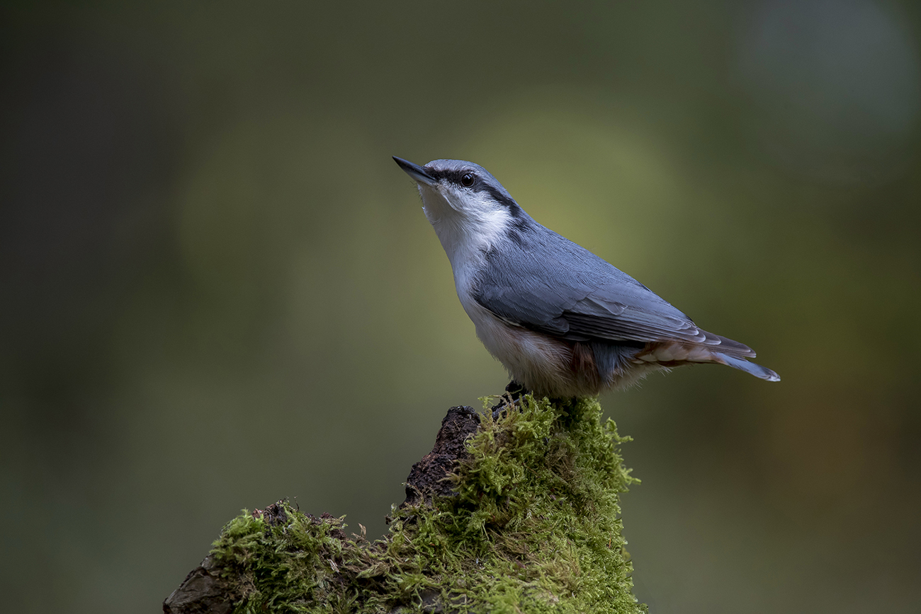 Das Bild des Waldes.