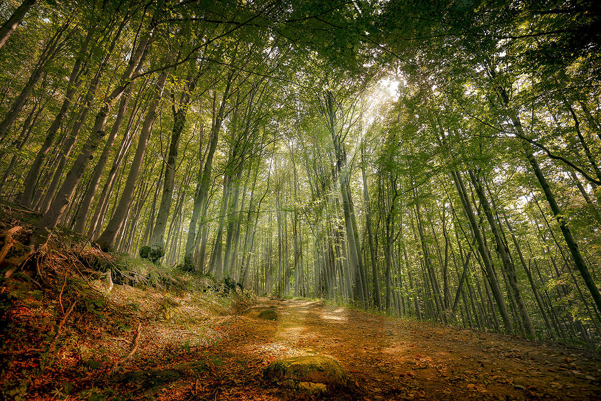 in Erwartung der fall