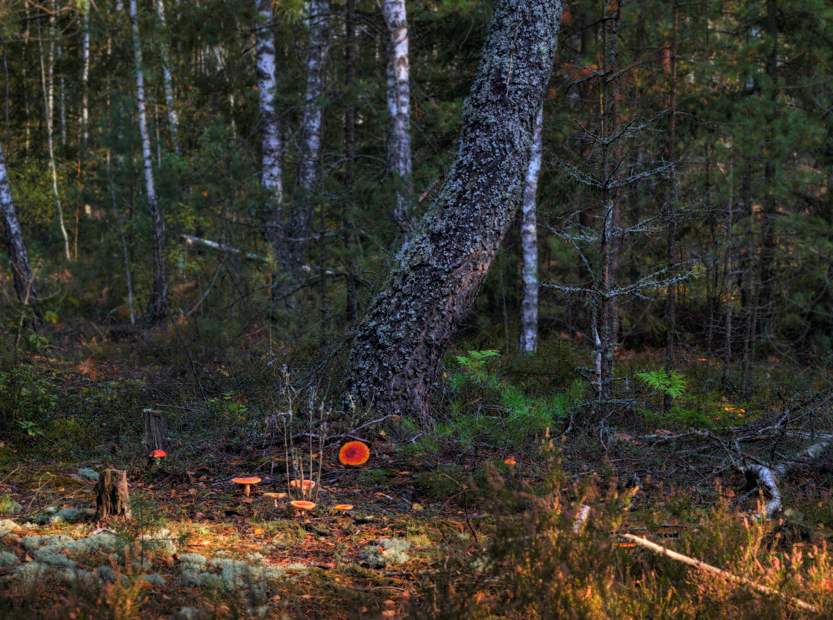 Forstwirtschaft Schnitte