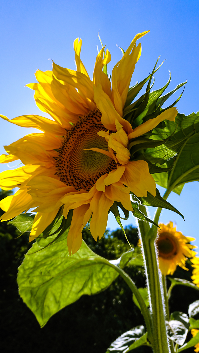 Sunflower