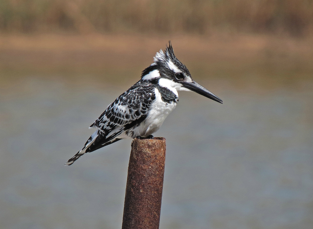 Little Pied Kingfisher