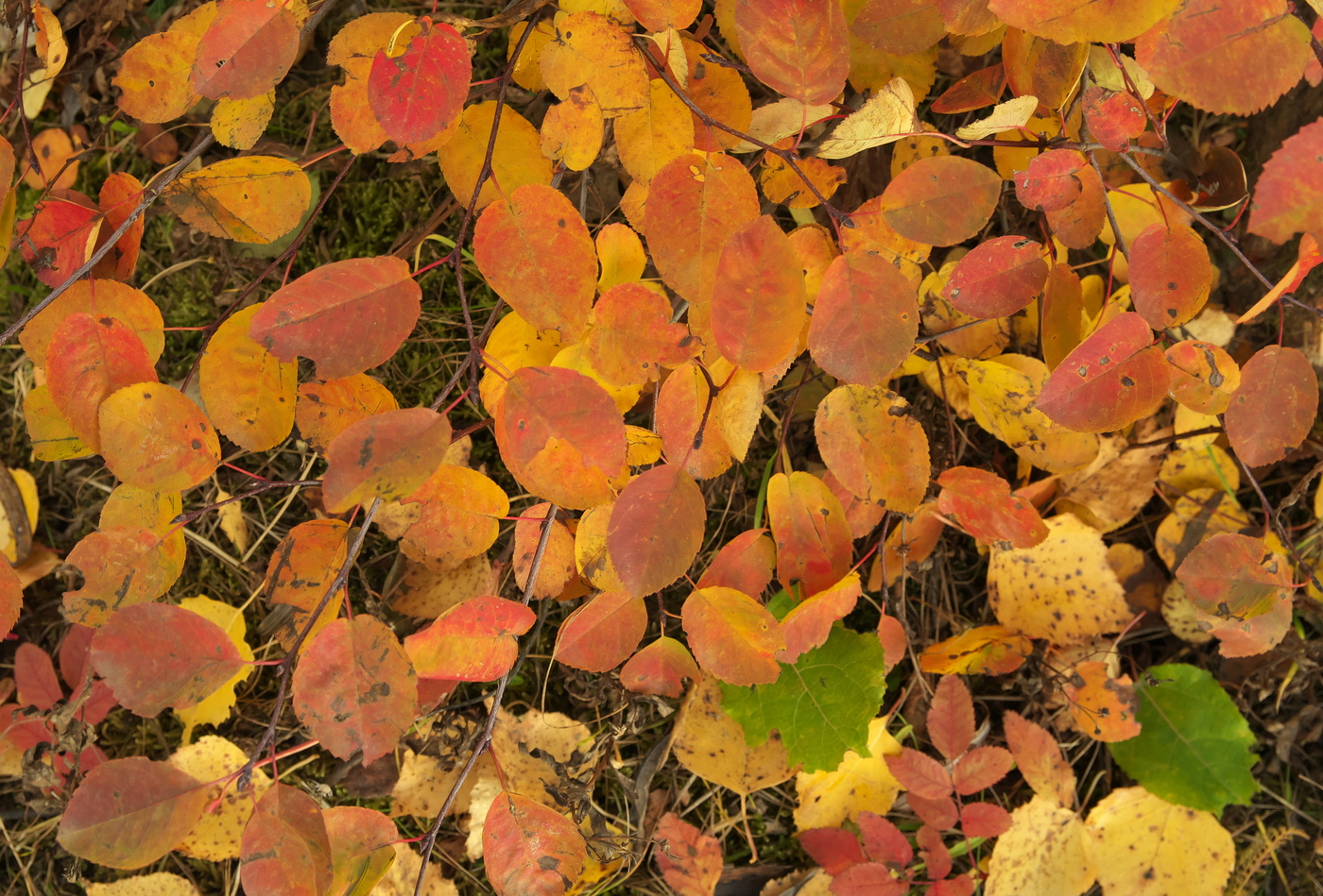 Die Palette des Herbstes