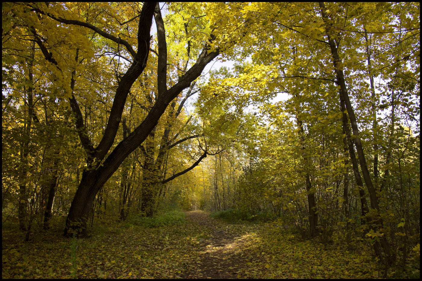 in den herbstlichen Wald
