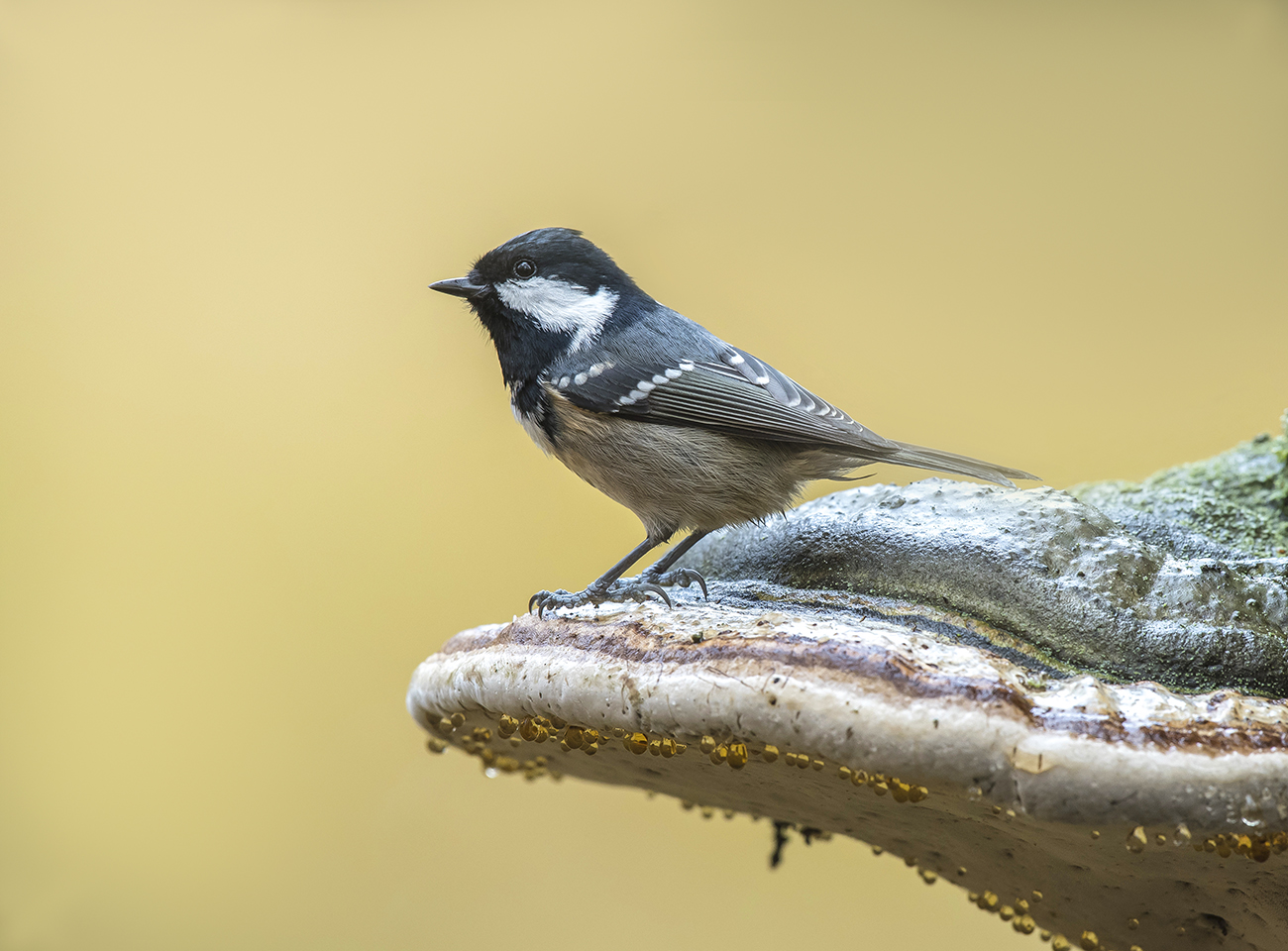 Das Bild des Waldes.