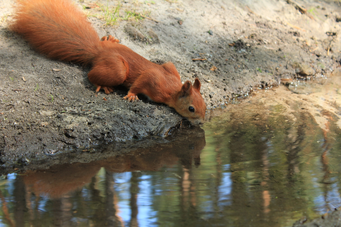 In forest stream