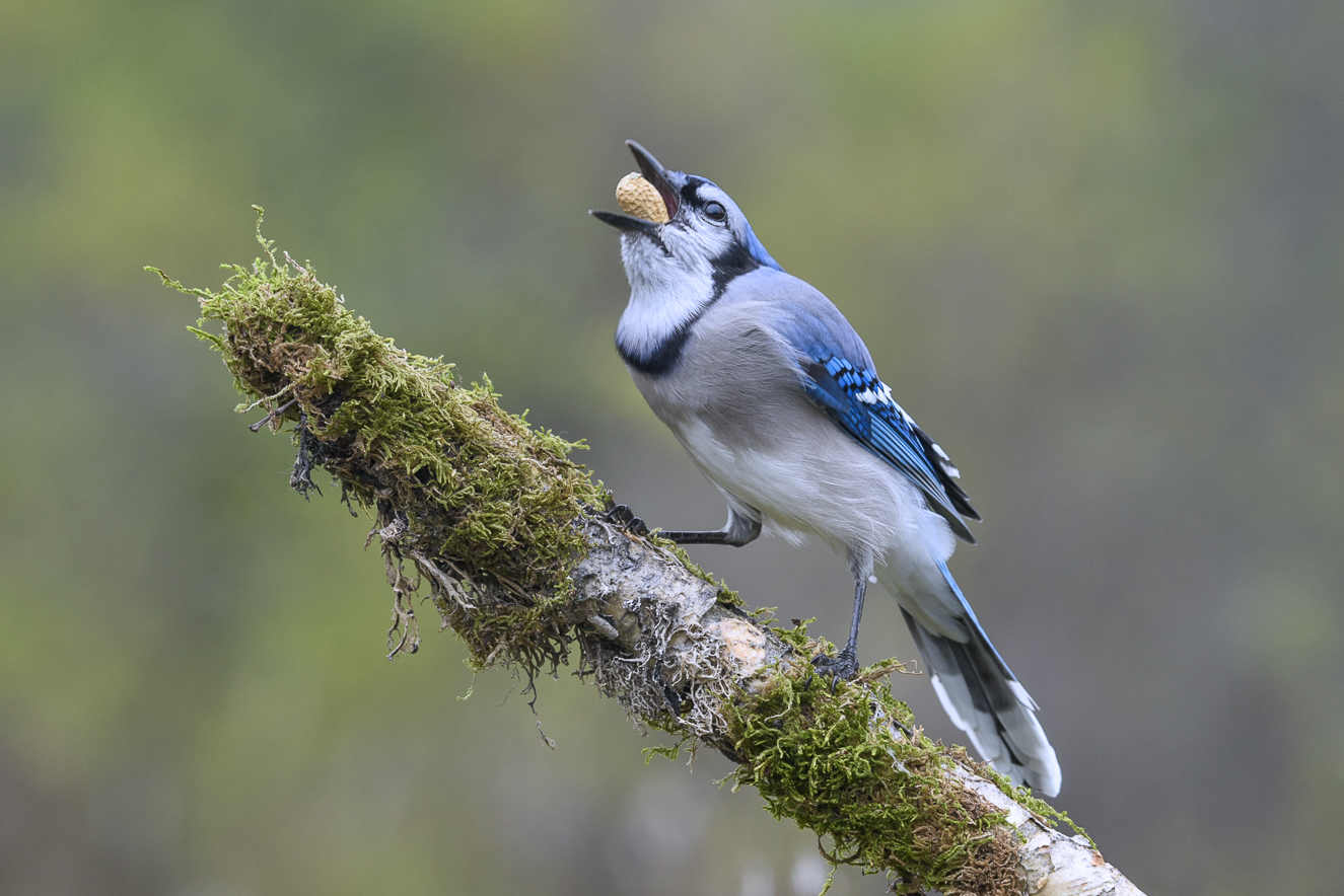 Blue Jay