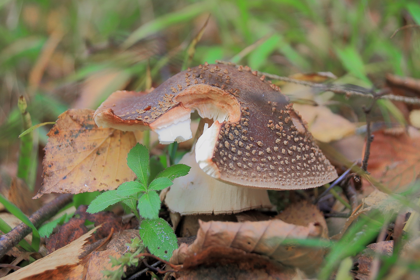 Fliegen-Blätterpilz