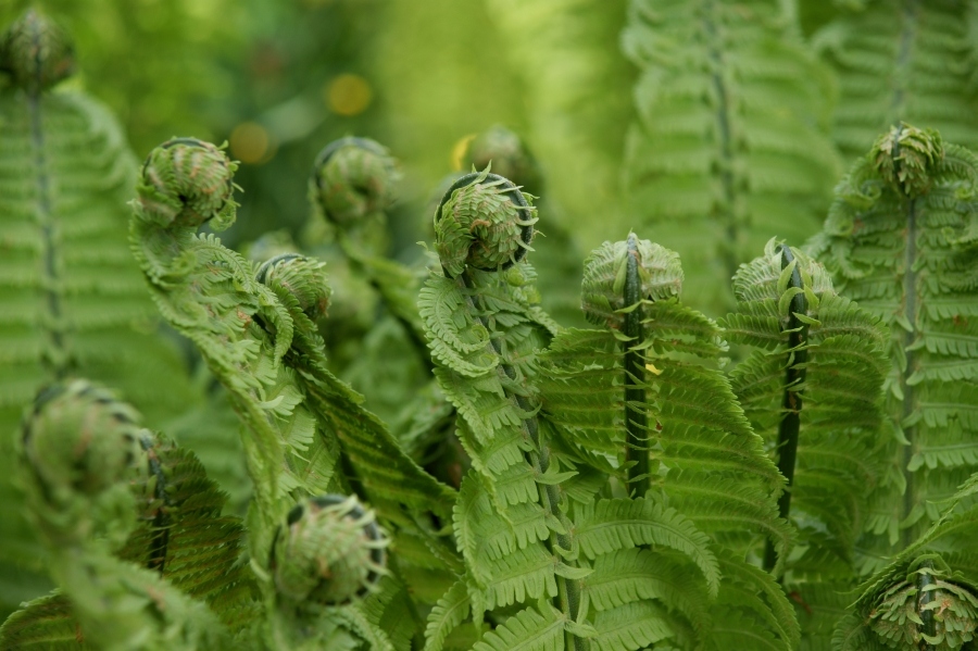 Spring Skizzen aus dem Botanischen Garten