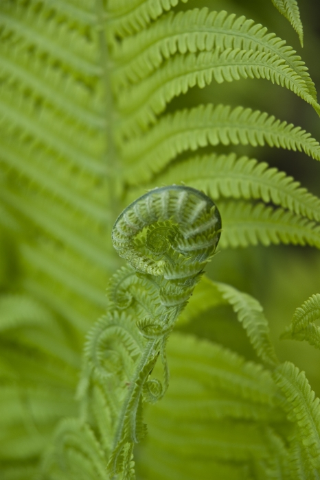Spring Skizzen aus dem Botanischen Garten