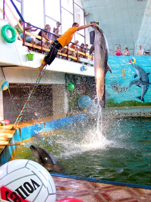 Jewpatoria - Delphinarium