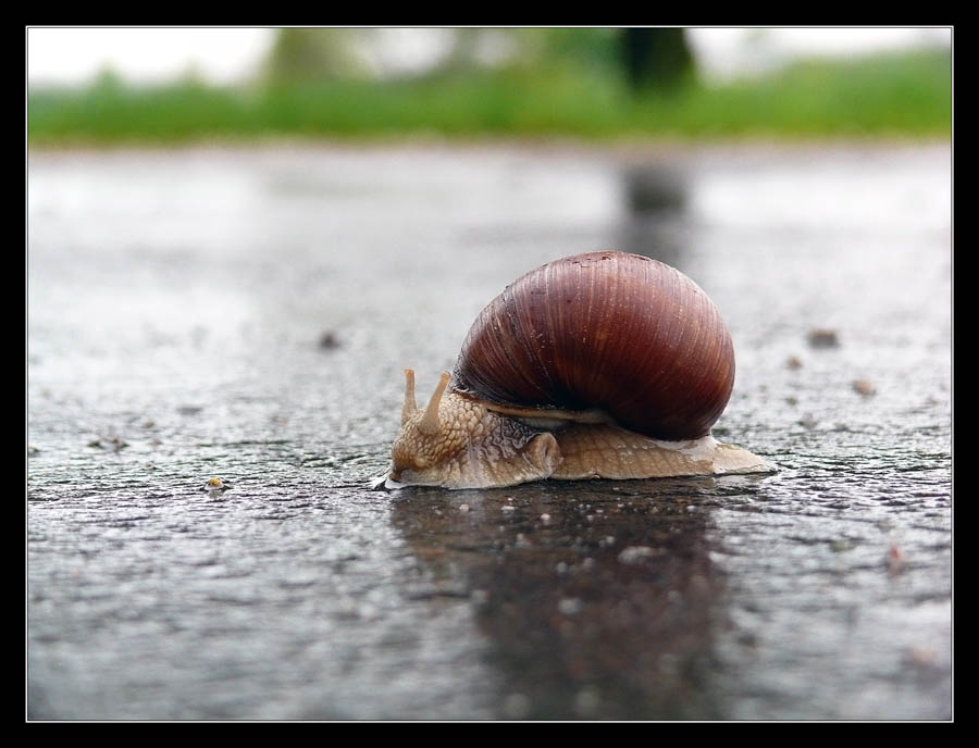 Vorsicht, peshepolzy