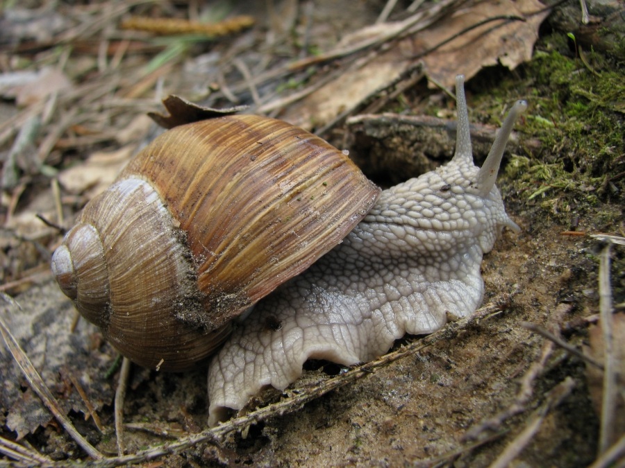 Schnecke