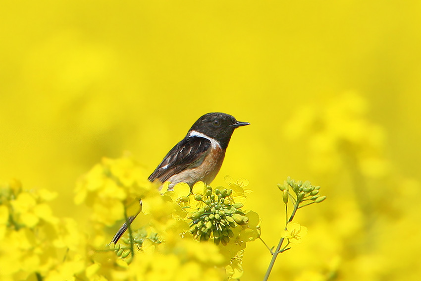 Hammer auf einem gelben