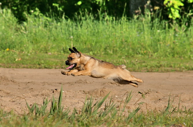 "Und Ich mag ein Kaninchen"