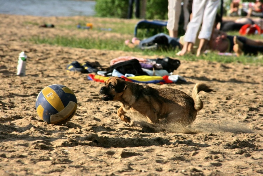 Canine Fußball