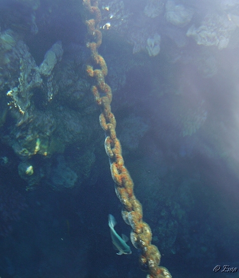 Silence auf dem Meeresboden.