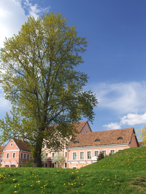 Trinity im Frühjahr