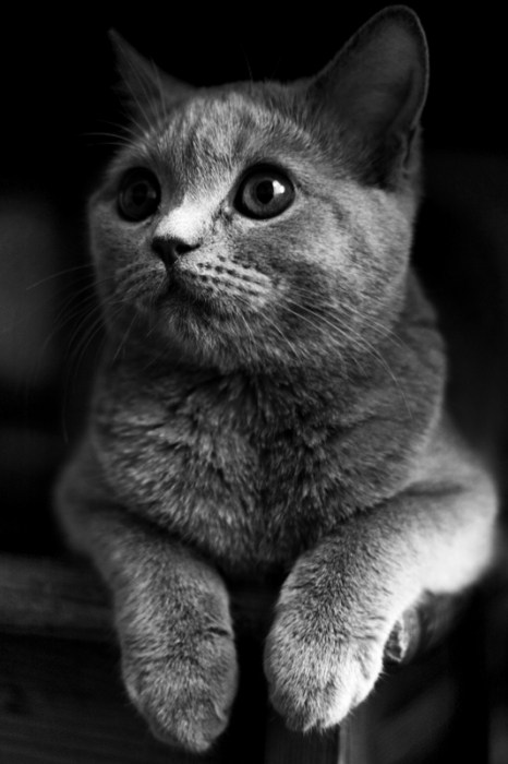 Aus dem Leben eines Tartan ..