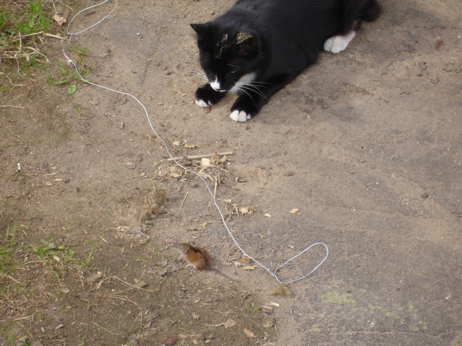 Cat & Mouse