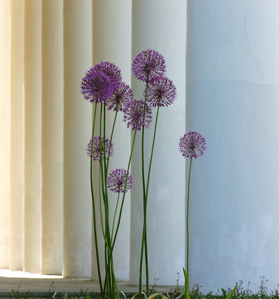 Sketch mit Blumen und Spalten