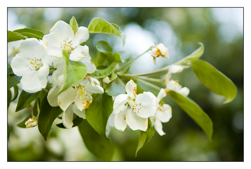 Spring Zärtlichkeit