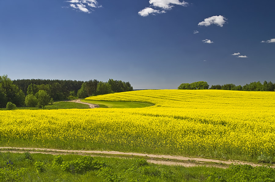 Canola in voller Blüte