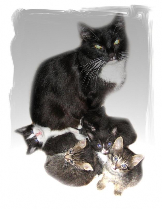 Feline Familie