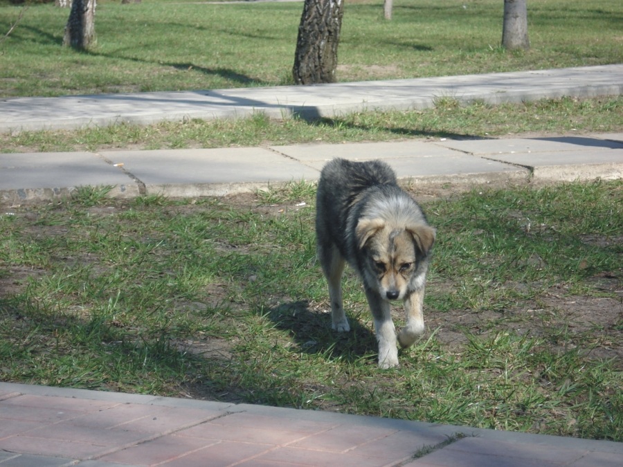 Das Leben eines Hundes