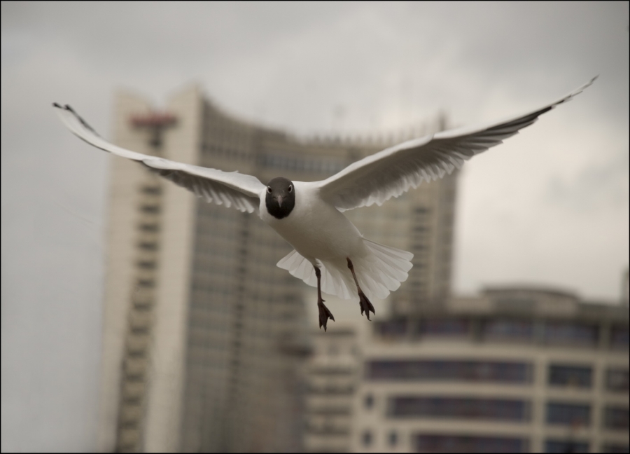 On Guard für den Katastrophenschutz