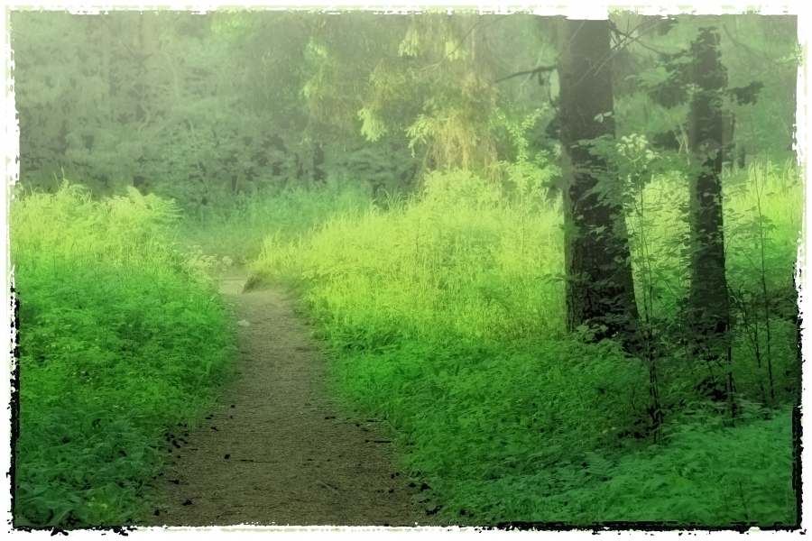 After summer rain...