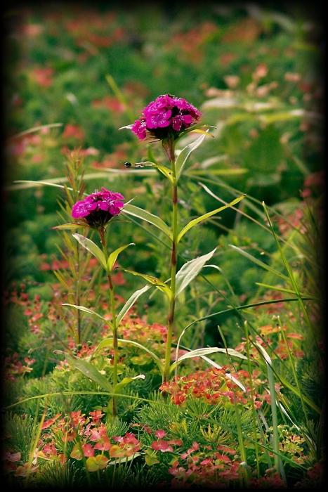 suburbanen Landschaft