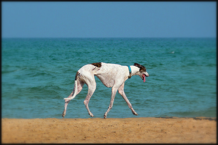 Tschingis Aitmatow ist gewidmet