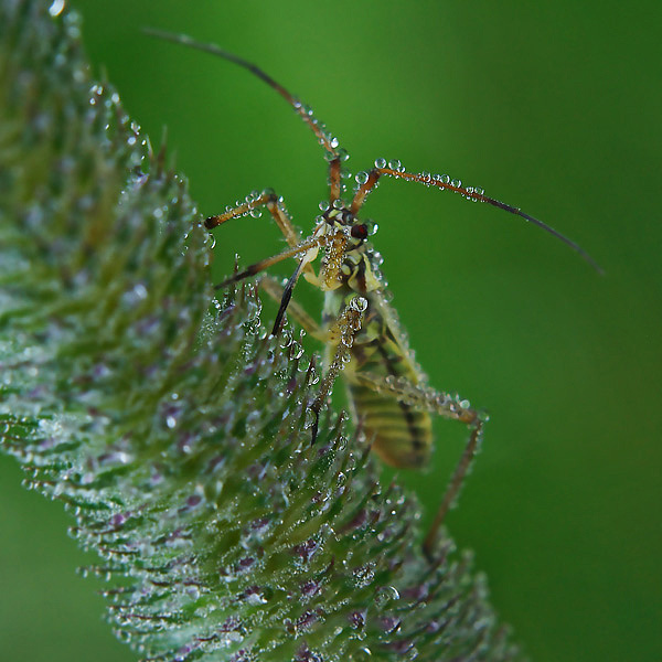 ... Und einen Schnurrbart wackelt ...