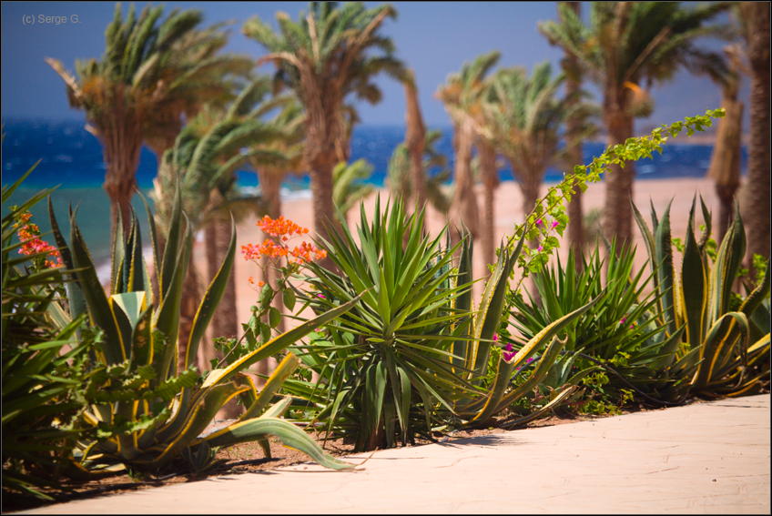 Aloe, Ananas, Termine ...