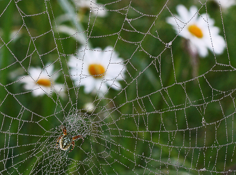 ... Universal Web ...