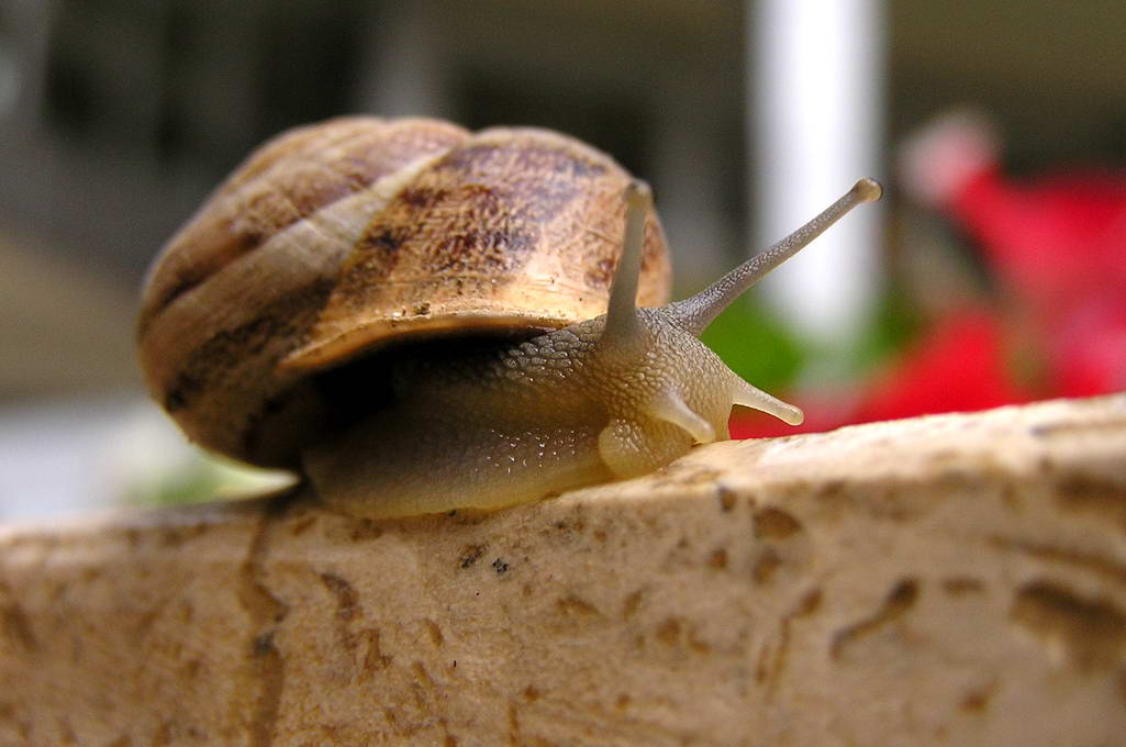 Alle seine Durchführung ein