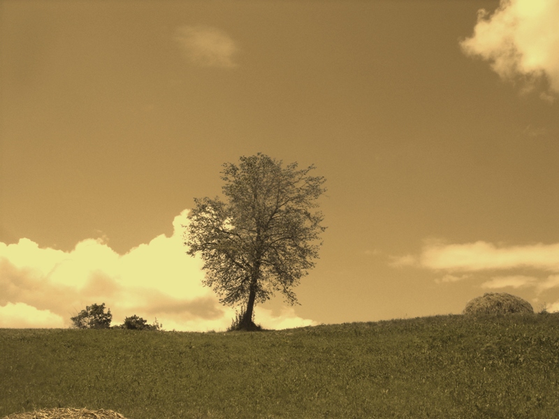 Hell adnago dreva ...