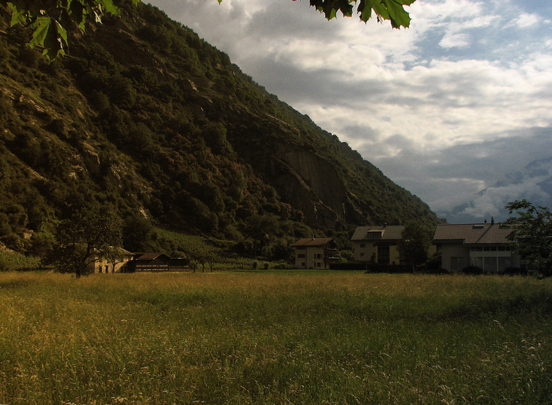 Wo grasen glücklich Schweizer Kühe ...