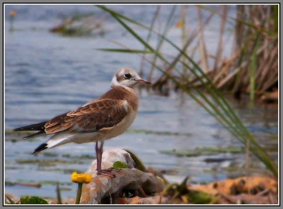 Der Schnabel ist ein wenig höher, nicht blinken. Shooting ...