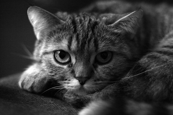 Katze bw