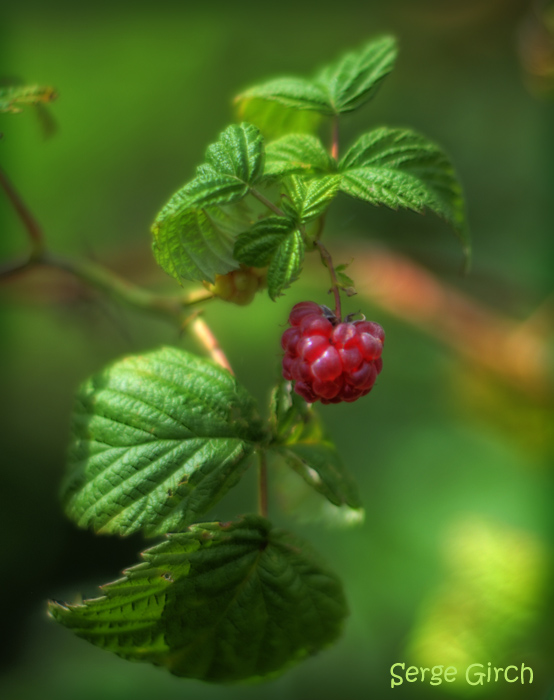 Geschmack des Sommers