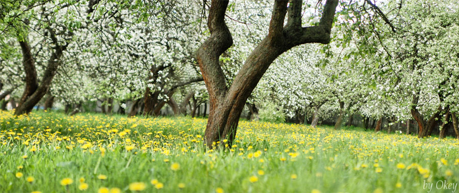 Blumen im Frühling ...