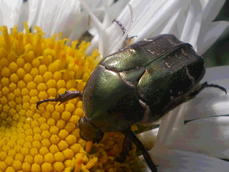 ein Liebhaber der Blumen